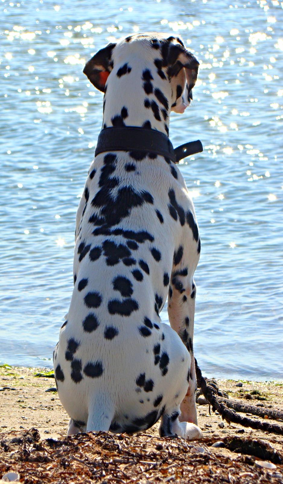 Dalmatiner Diego 'Flyttet' LÆS BESKRIVELSE billede 1