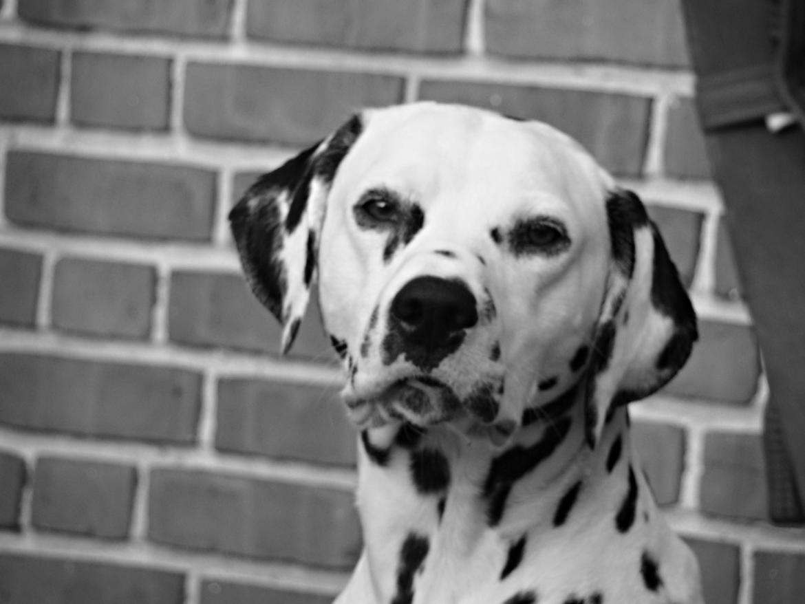 Dalmatiner Diego 'Flyttet' LÆS BESKRIVELSE billede 50