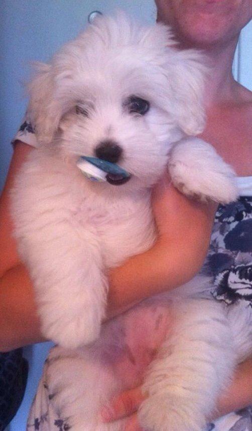 Coton de tulear Wilma ( Bøg's Canis Bright Luna)  billede 13