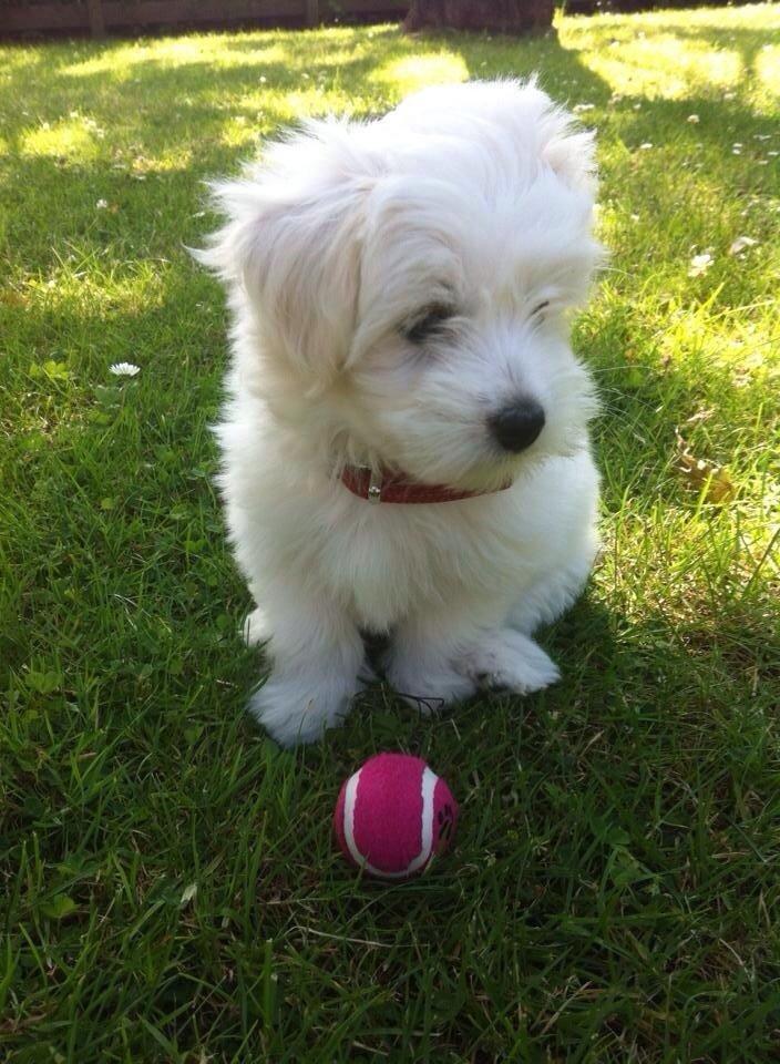 Coton de tulear Wilma ( Bøg's Canis Bright Luna)  billede 14