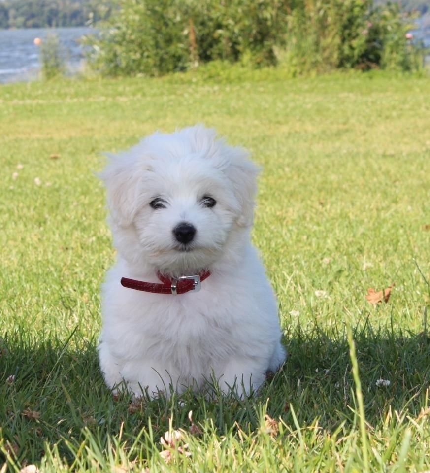 Coton de tulear Wilma ( Bøg's Canis Bright Luna)  billede 15