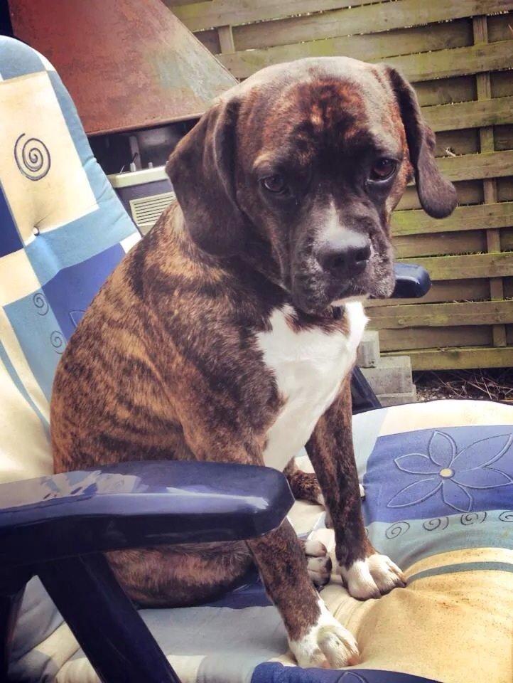 Blanding af racer Alpha (Frengle, beagle-fransk bulldog blanding) billede 15