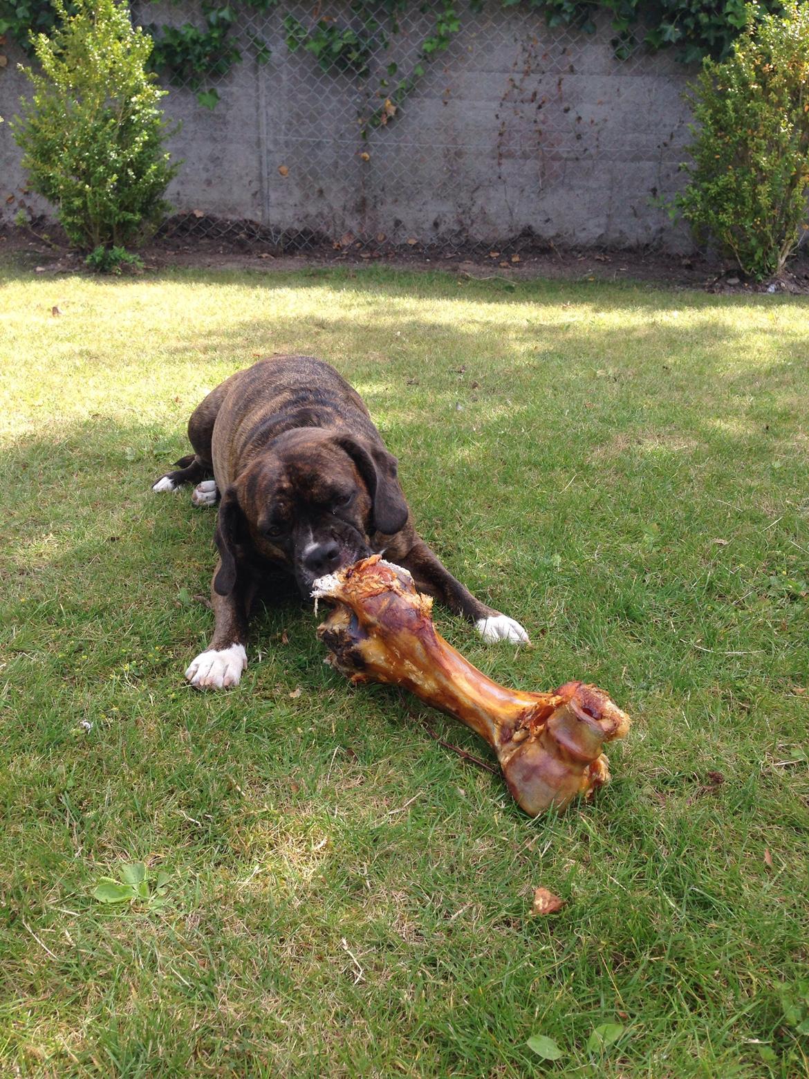 Blanding af racer Alpha (Frengle, beagle-fransk bulldog blanding) billede 18