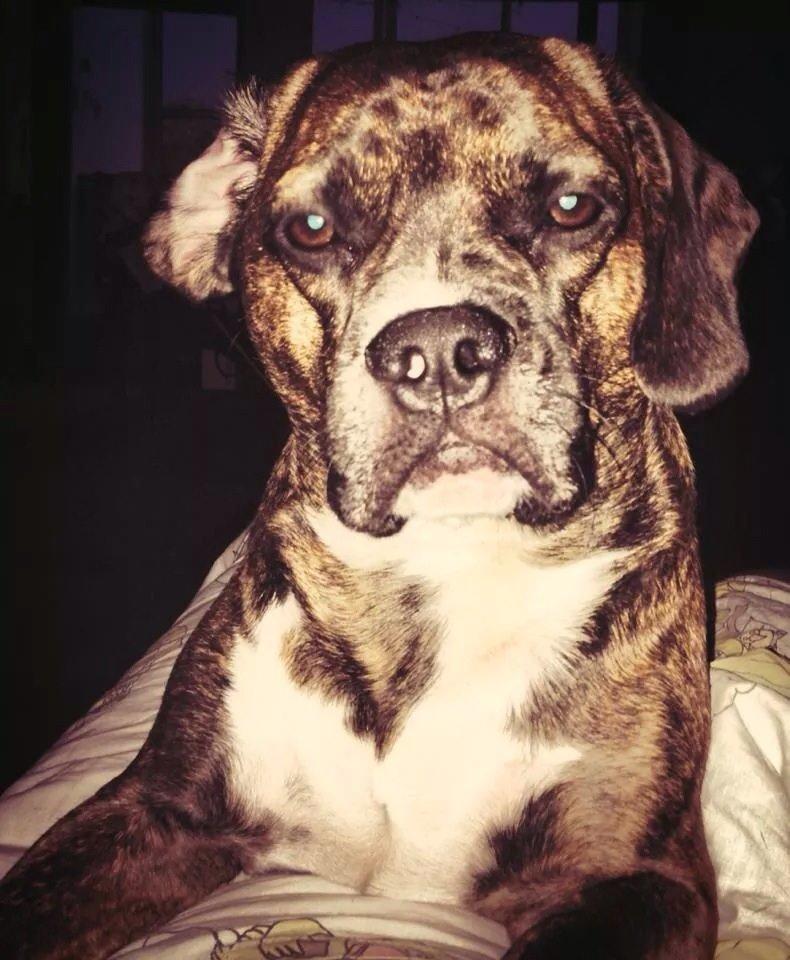 Blanding af racer Alpha (Frengle, beagle-fransk bulldog blanding) billede 19