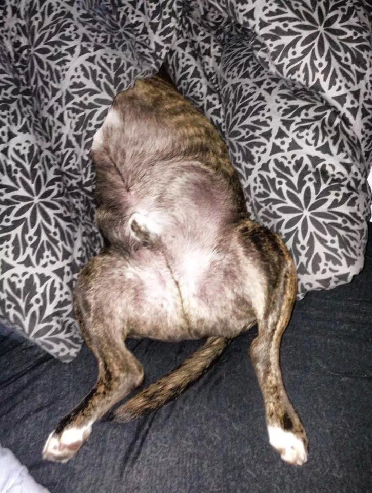Blanding af racer Alpha (Frengle, beagle-fransk bulldog blanding) billede 20