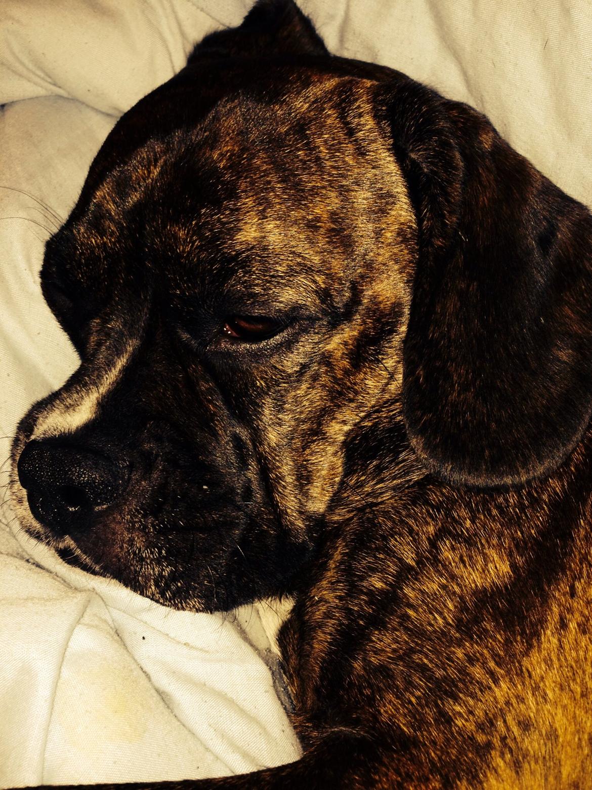 Blanding af racer Alpha (Frengle, beagle-fransk bulldog blanding) billede 22