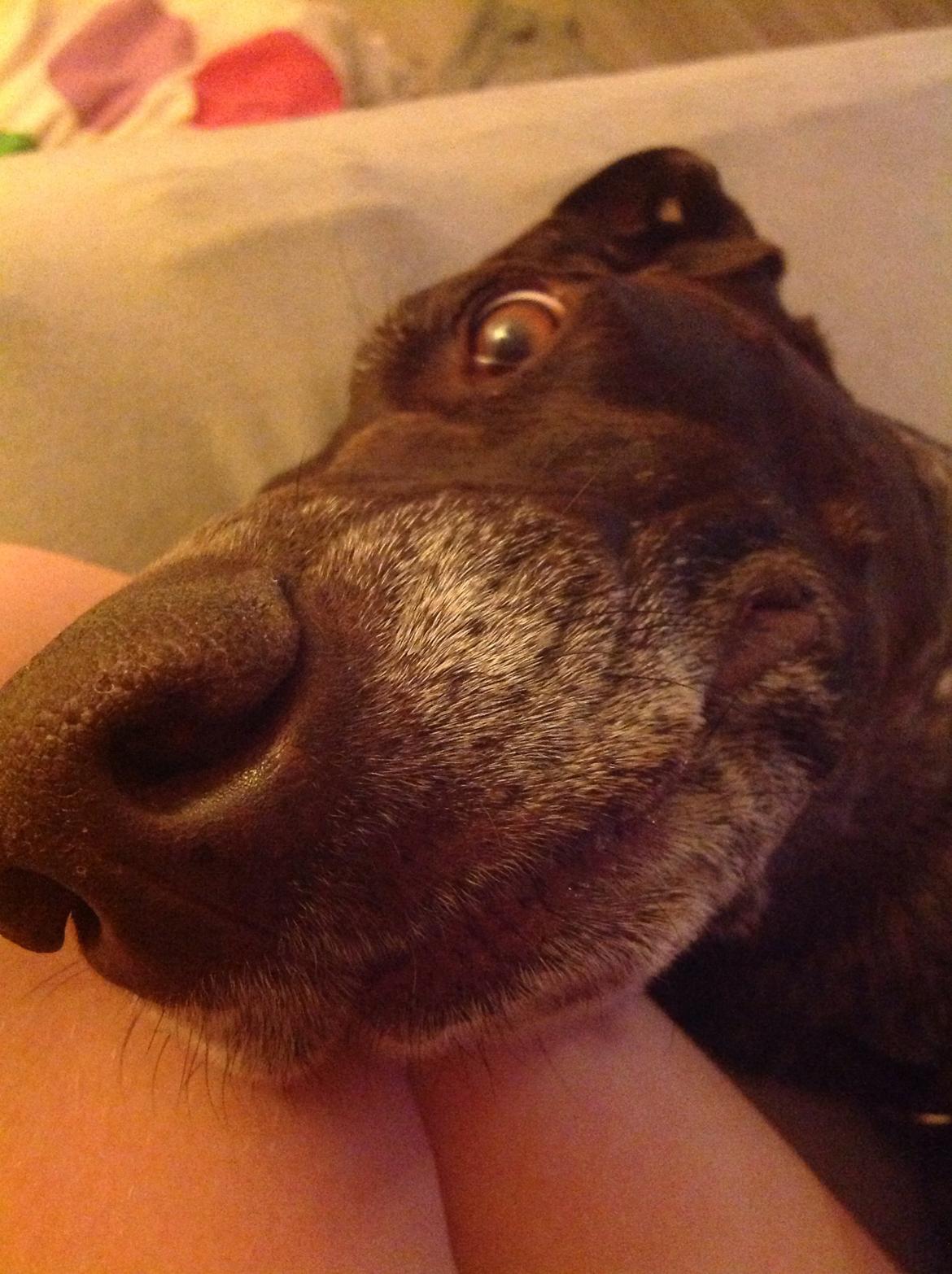 Korthåret hønsehund Tilde(min eneste ene) billede 4