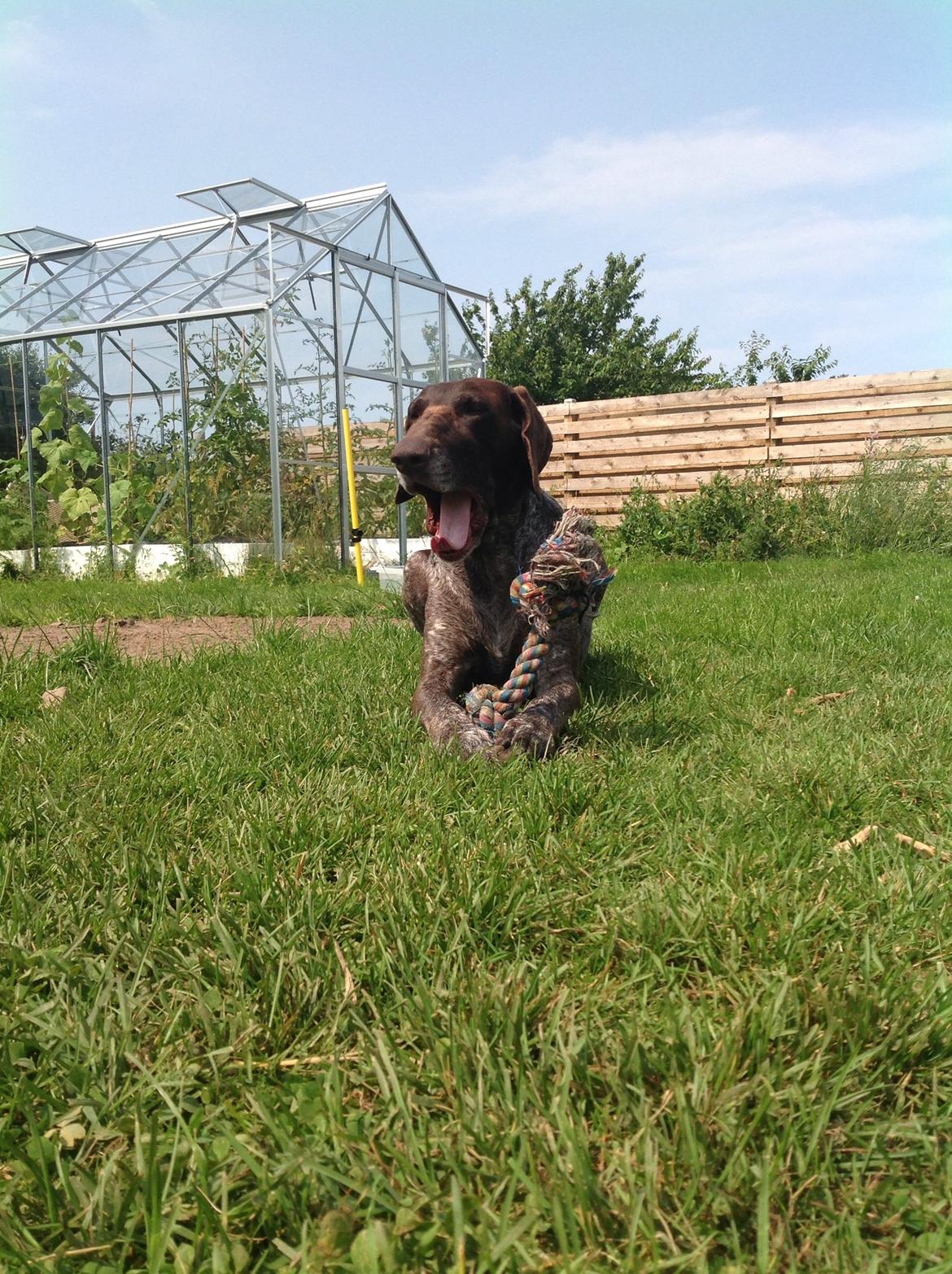 Korthåret hønsehund Tilde(min eneste ene) billede 5
