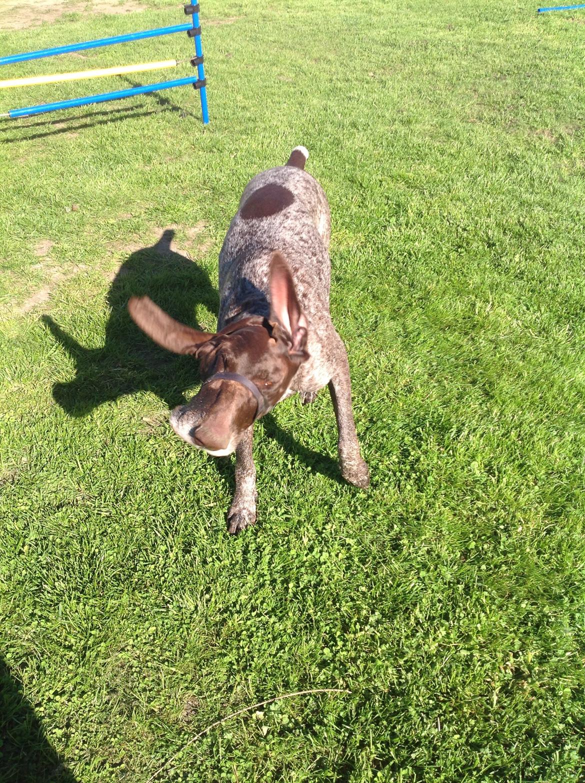 Korthåret hønsehund Tilde(min eneste ene) billede 6