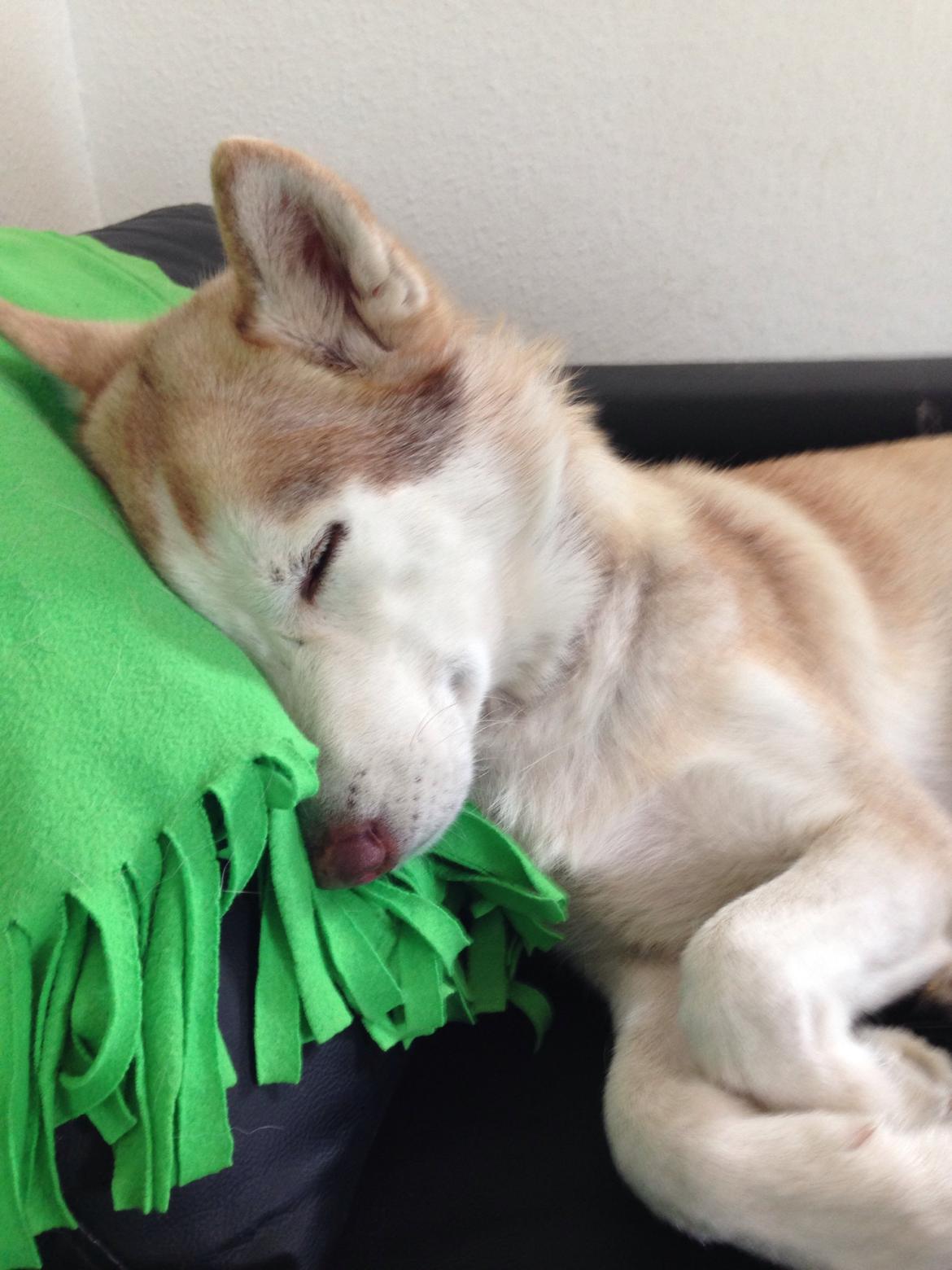 Siberian husky Coco billede 1