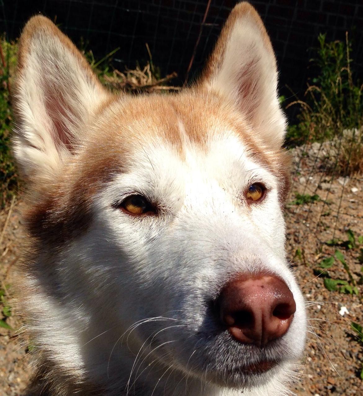 Siberian husky Coco billede 2