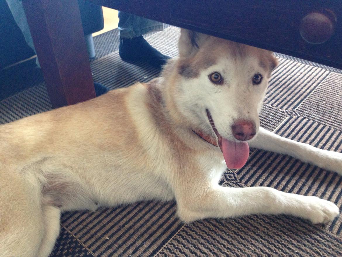 Siberian husky Coco billede 3