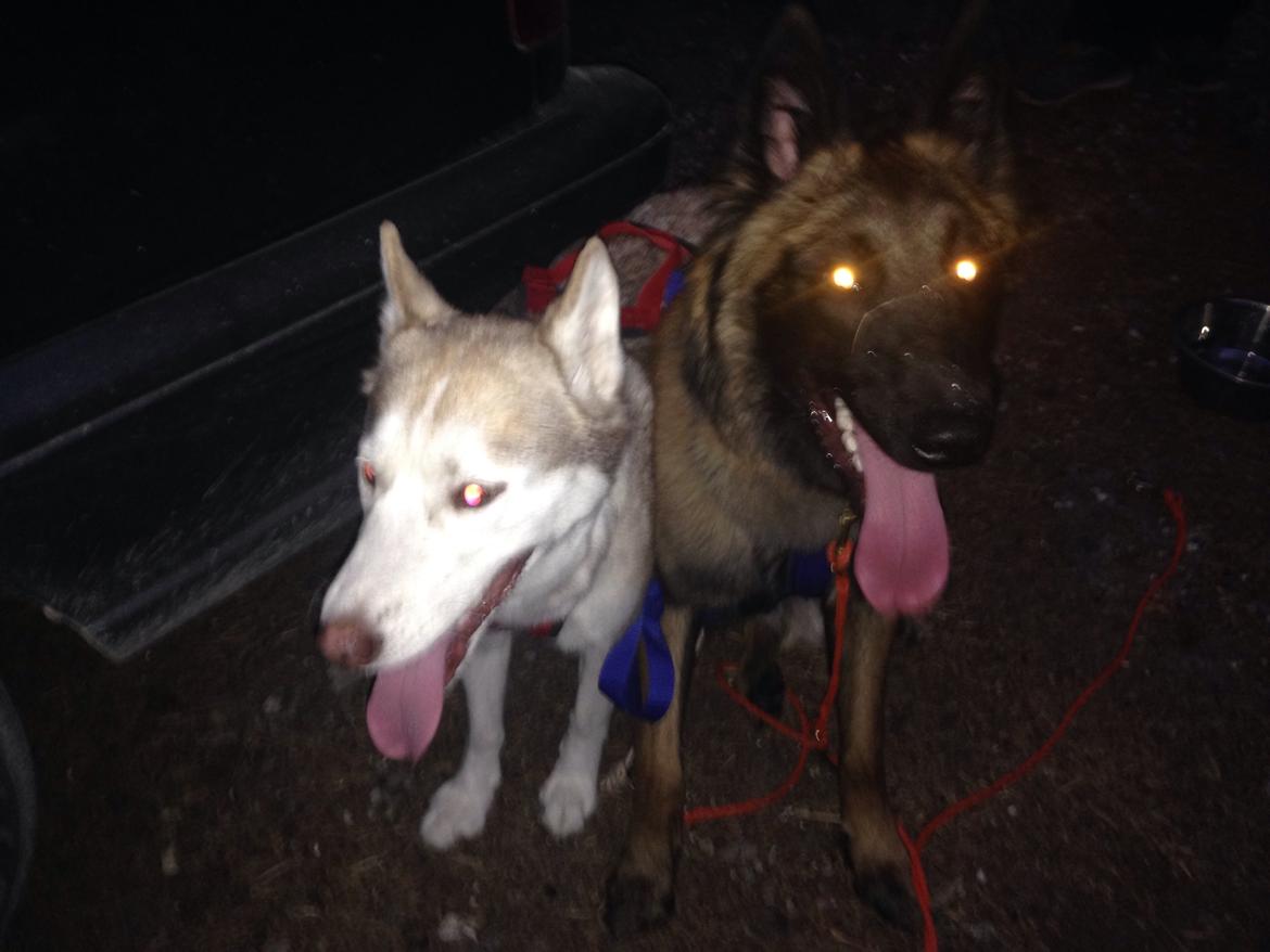 Siberian husky Coco billede 4