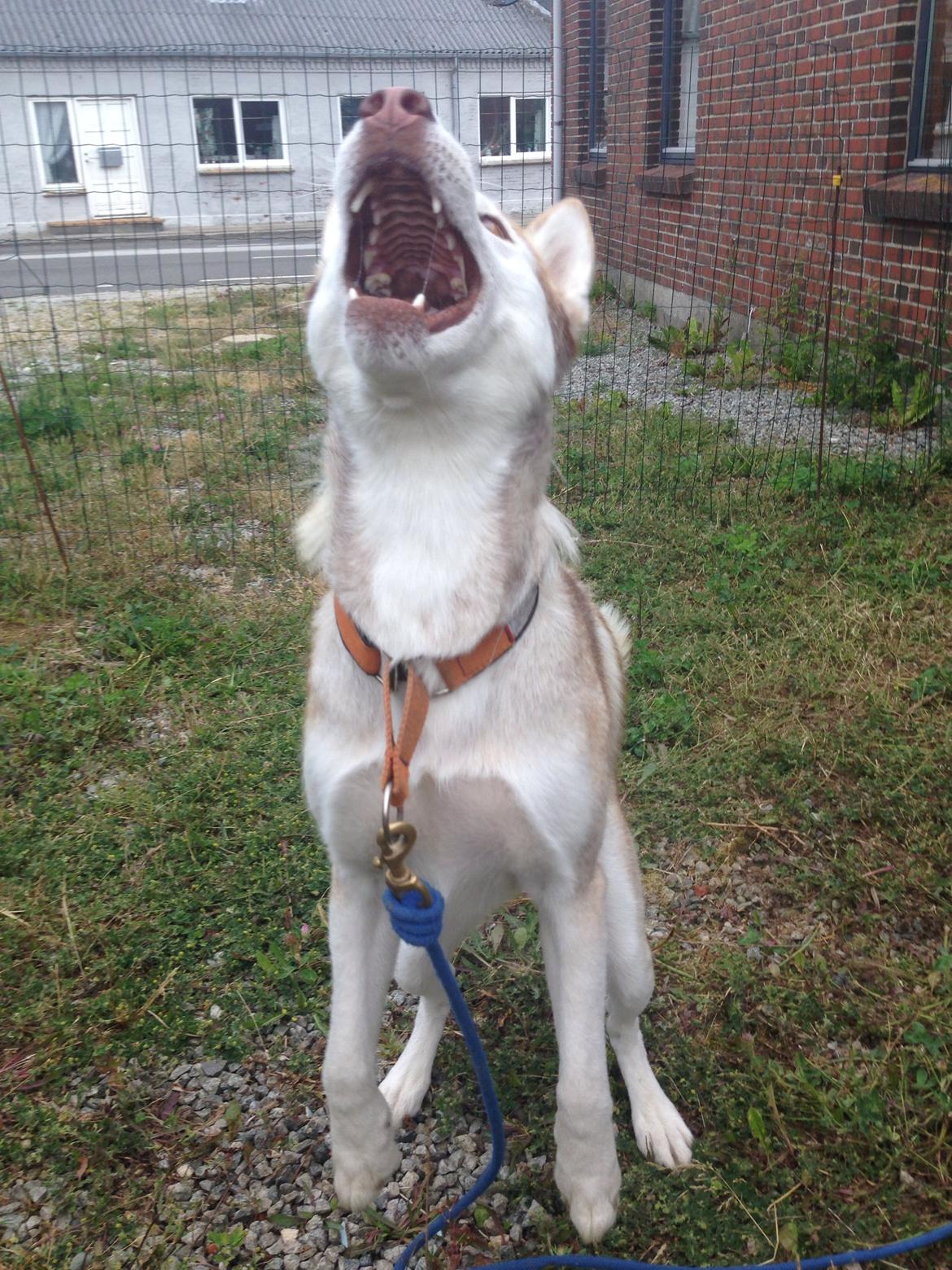 Siberian husky Coco billede 6