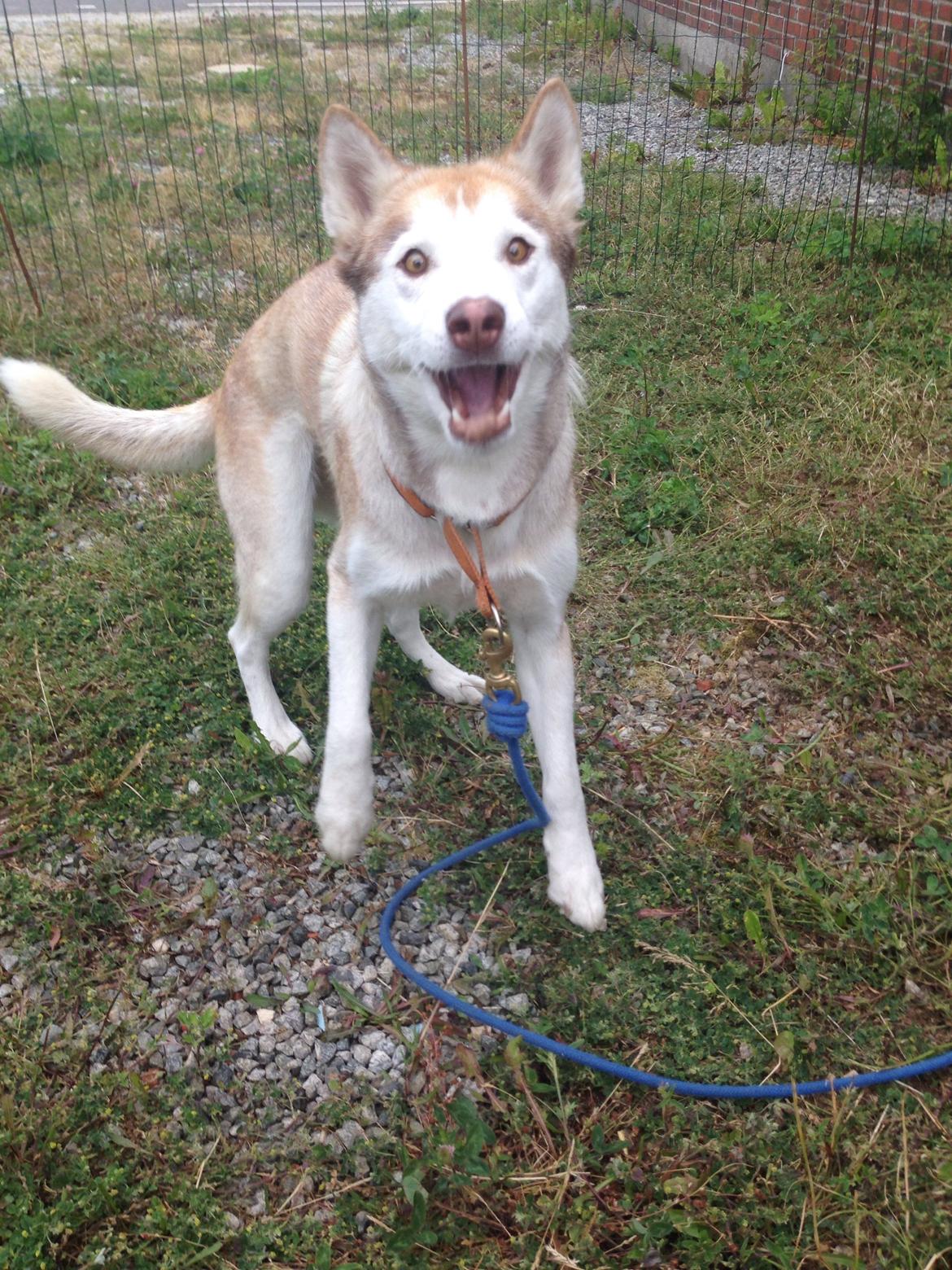 Siberian husky Coco billede 5