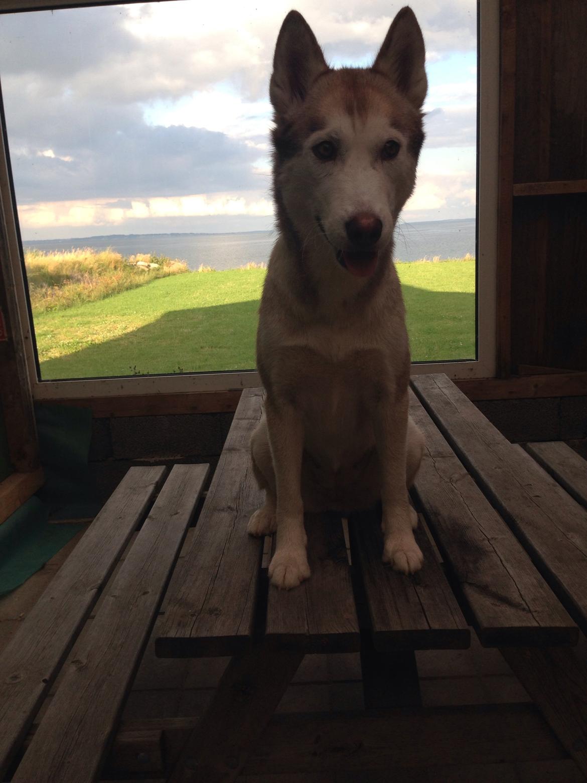 Siberian husky Coco billede 7