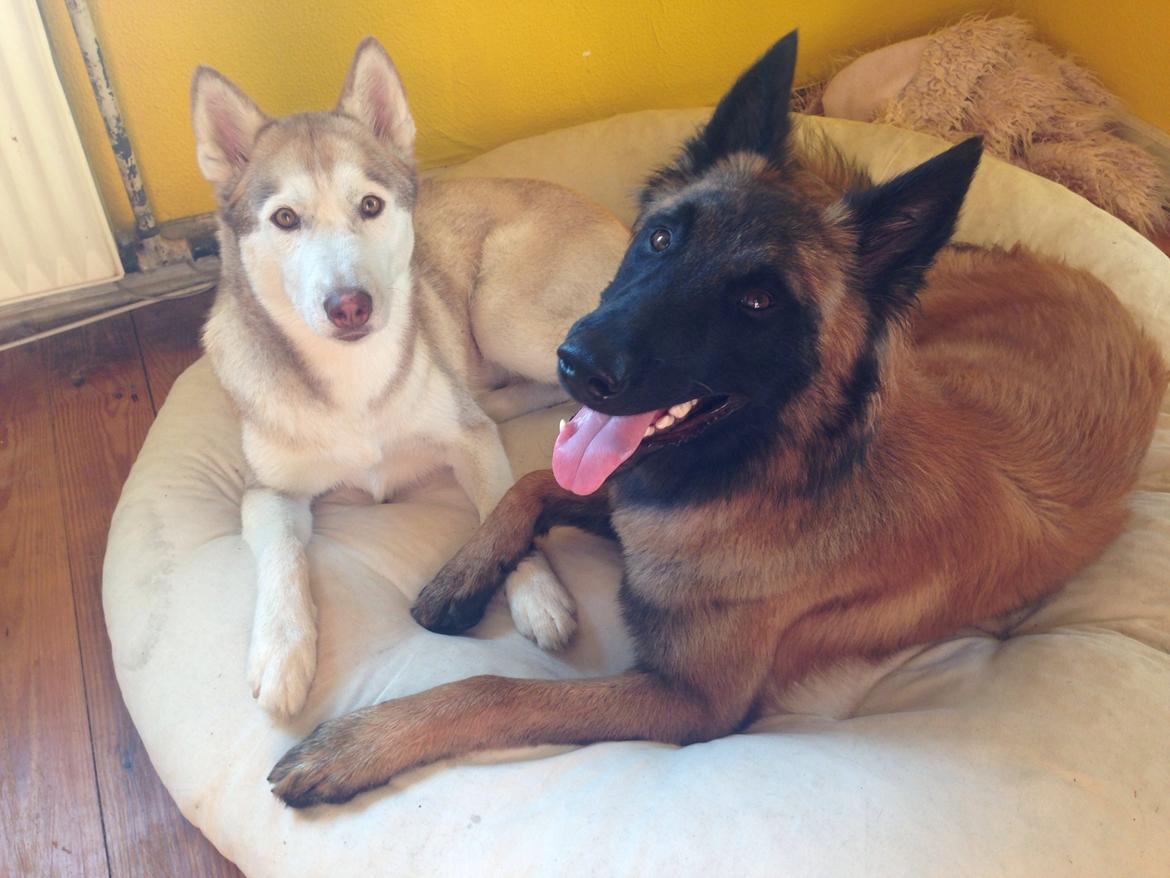 Siberian husky Coco billede 8