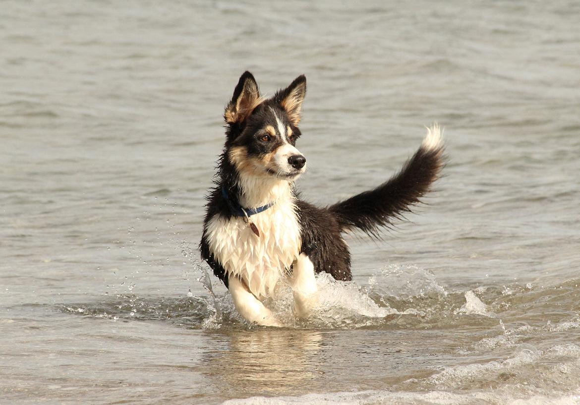 Border collie Skjernå Bordercollie Louis billede 9