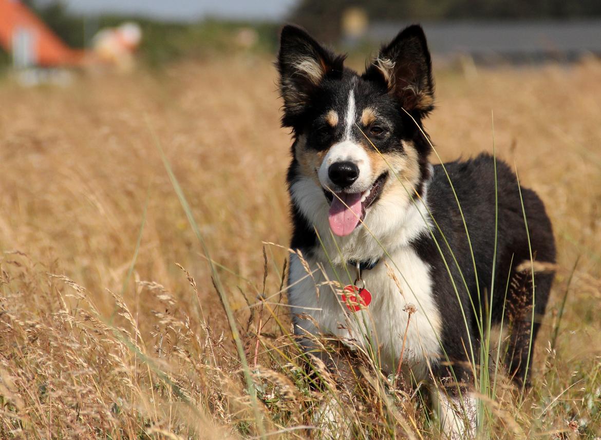 Border collie Skjernå Bordercollie Louis billede 4