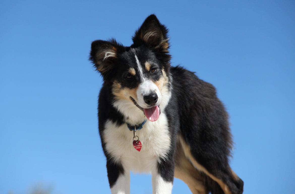 Border collie Skjernå Bordercollie Louis billede 1