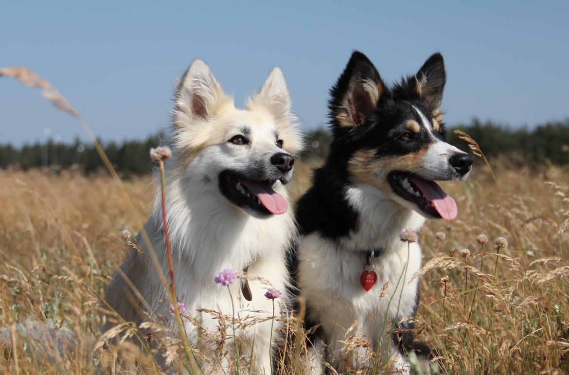 Border collie Skjernå Bordercollie Louis billede 3