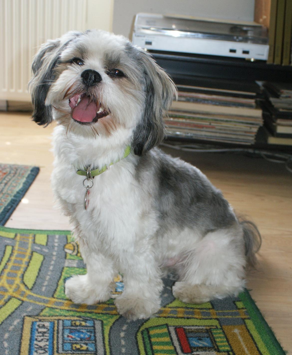 Lhasa apso Tucker billede 12