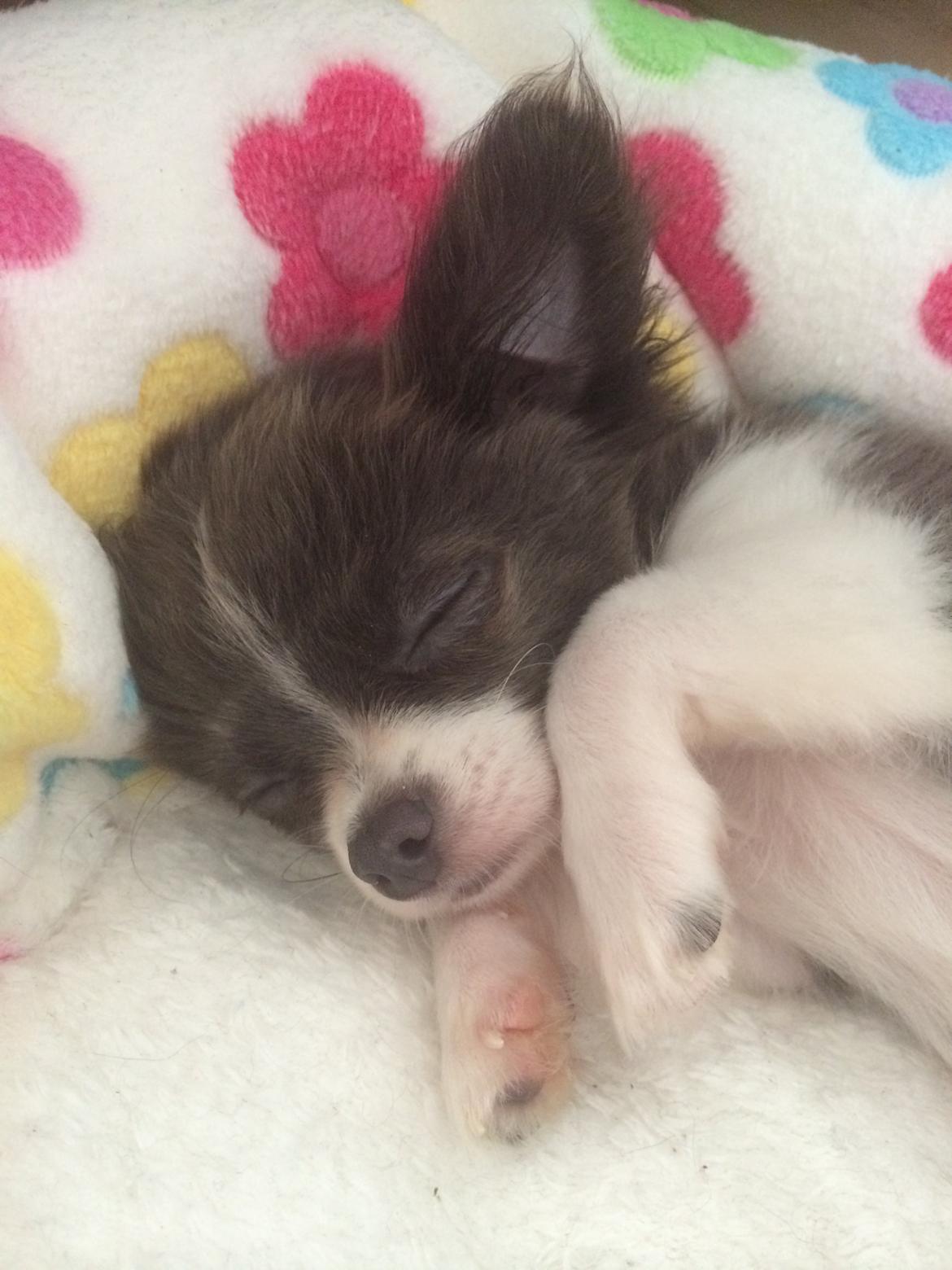 Chihuahua Thico billede 3