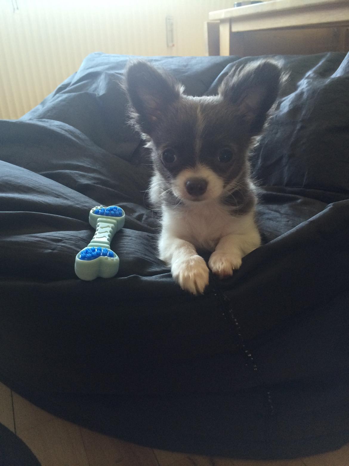 Chihuahua Thico billede 4