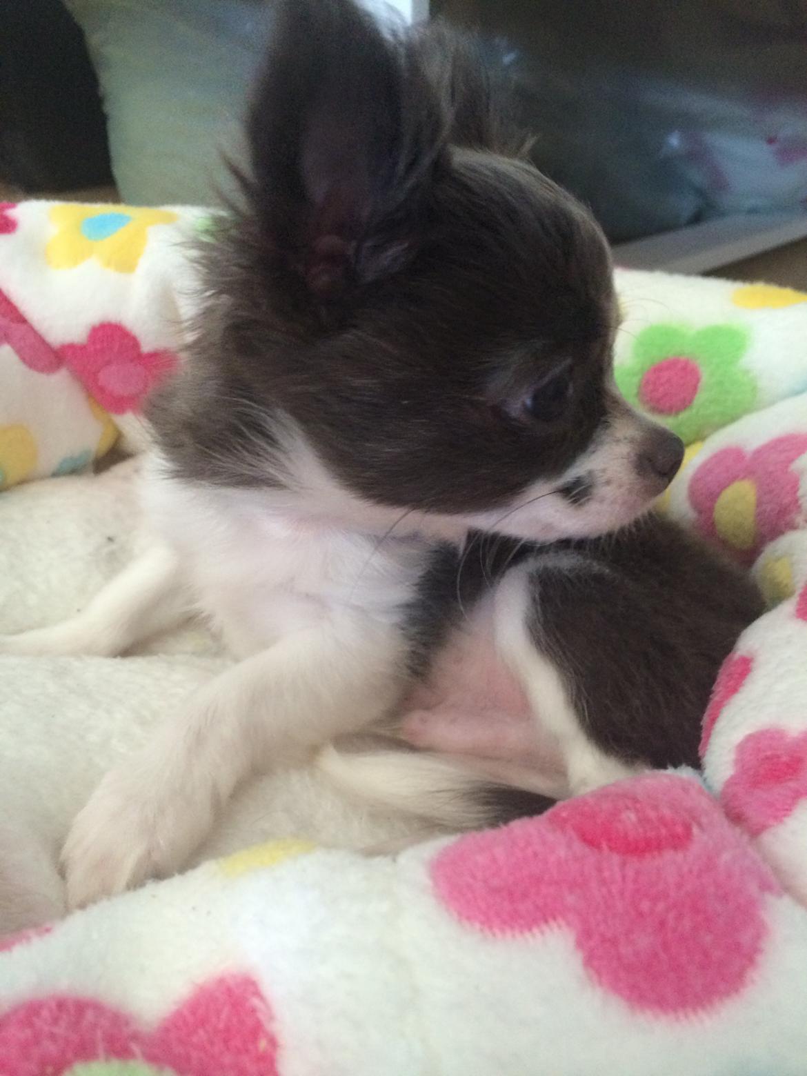 Chihuahua Thico billede 7