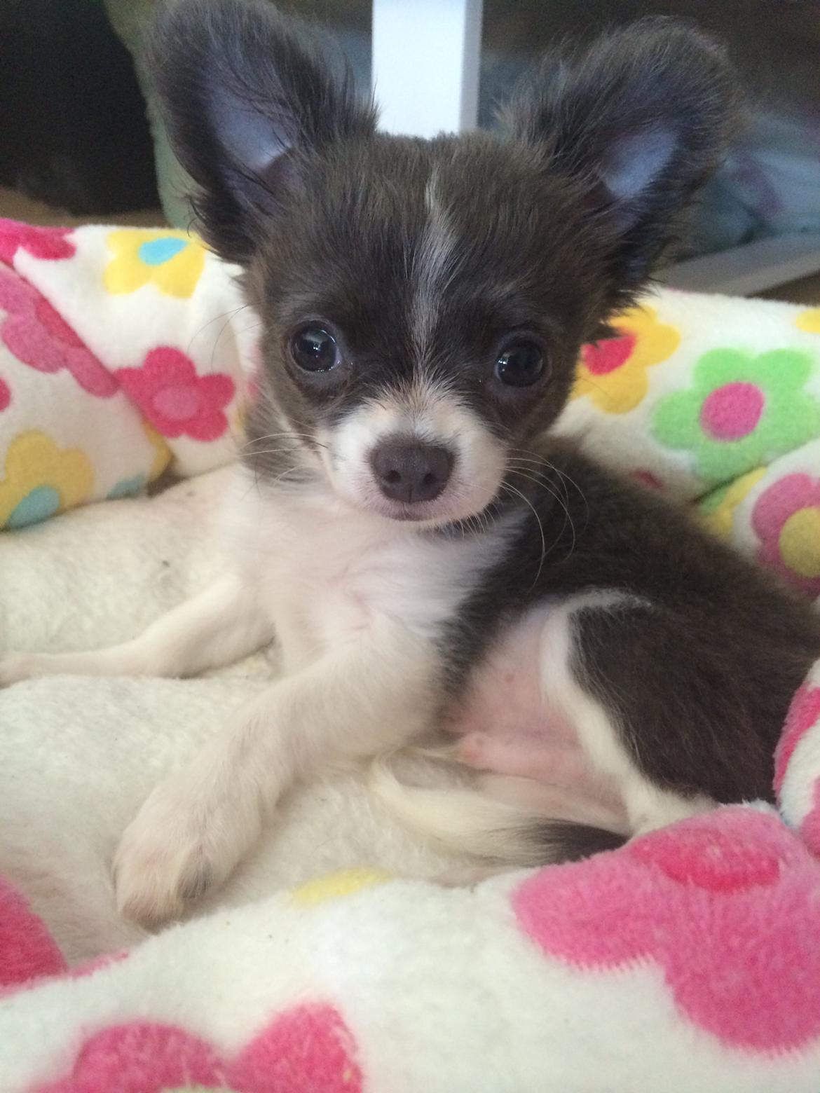 Chihuahua Thico billede 8