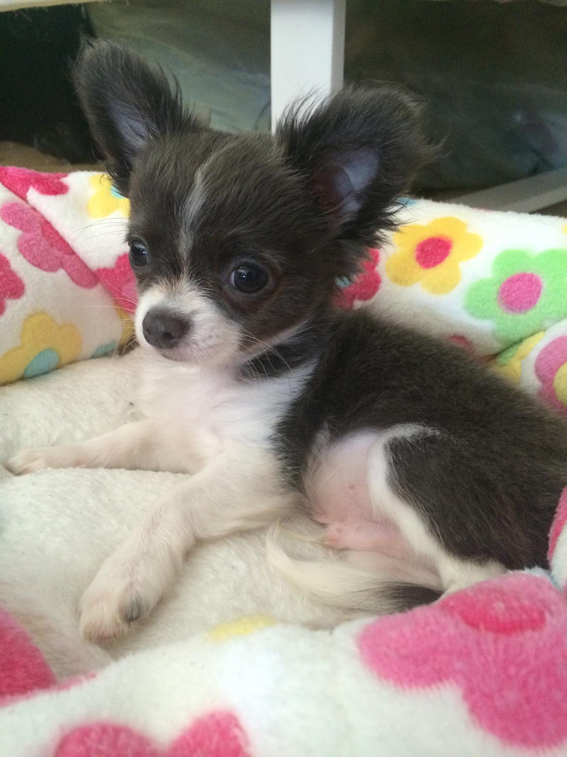 Chihuahua Thico billede 5