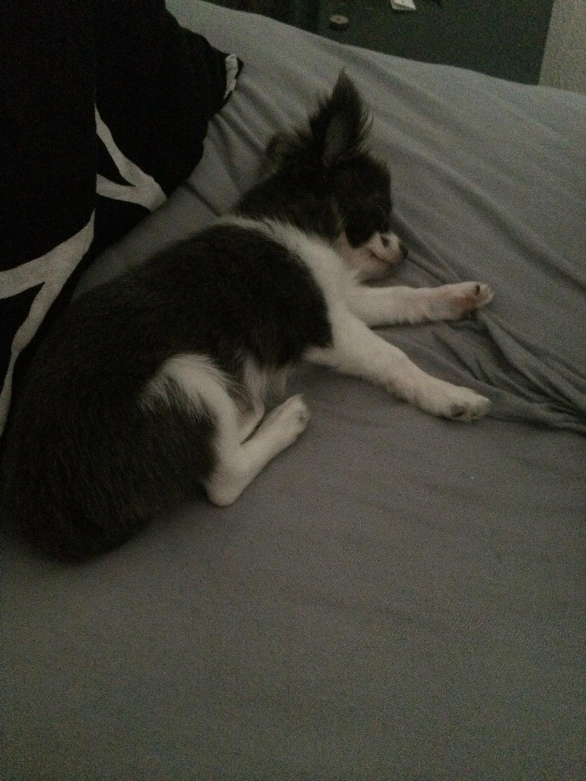 Chihuahua Thico billede 9