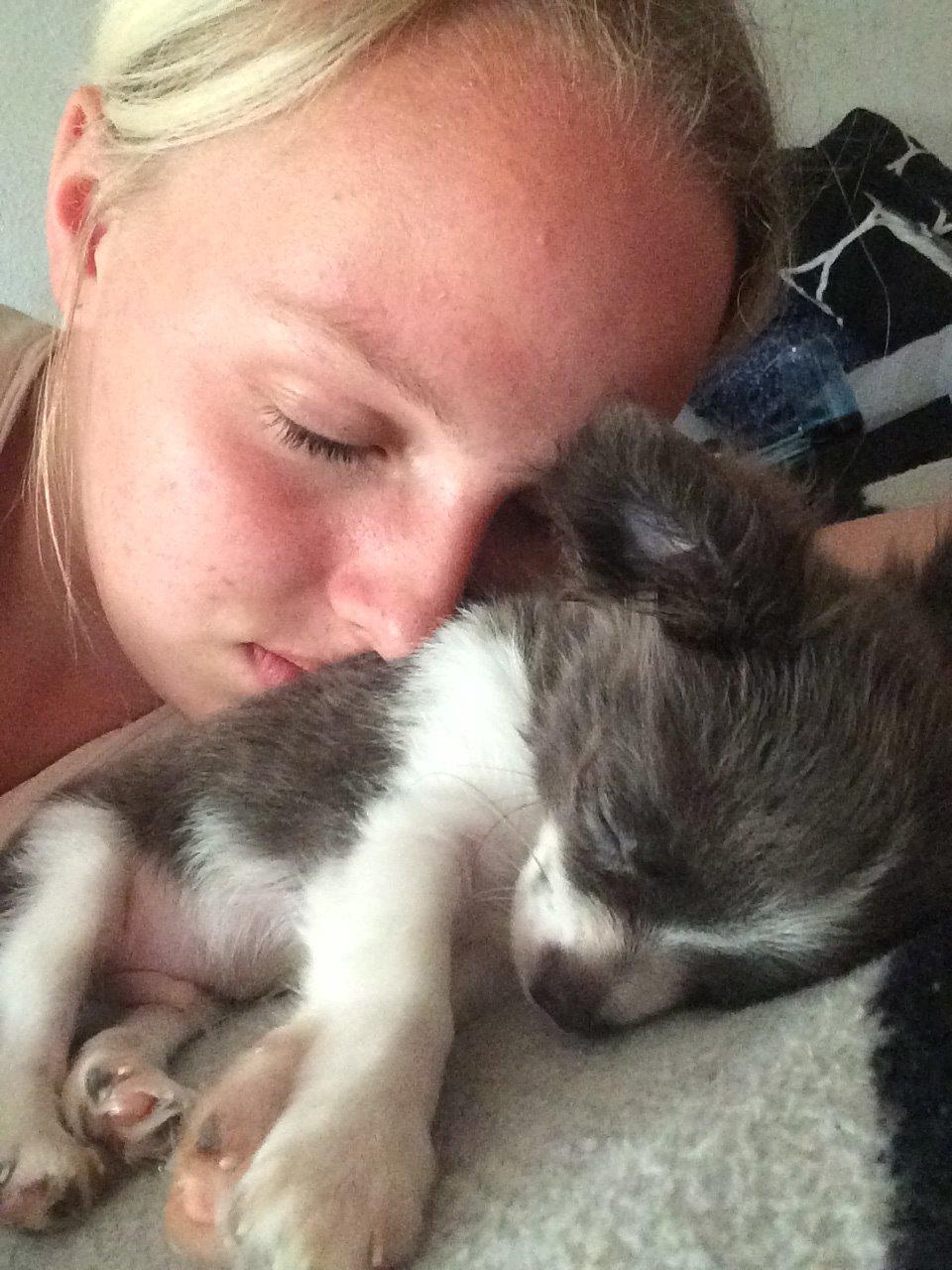 Chihuahua Thico billede 10