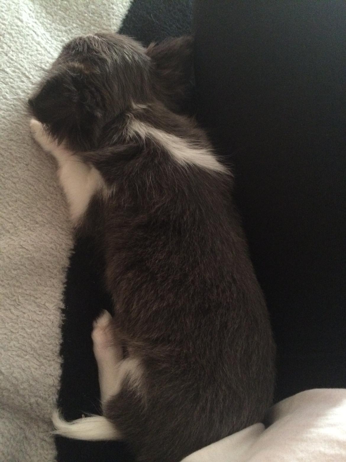 Chihuahua Thico billede 6