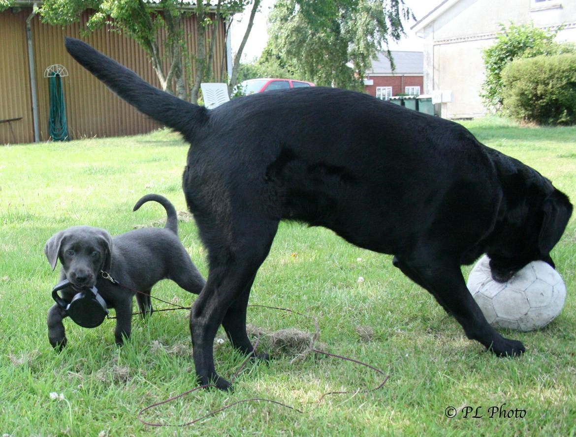 Labrador retriever Cassiopeia - 4) 8 uger billede 4