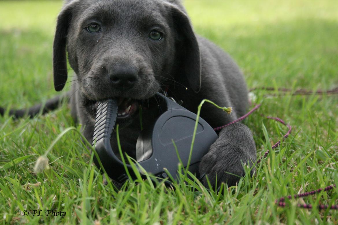 Labrador retriever Cassiopeia - 5) 8 uger og går allerede tur med sig selv billede 5