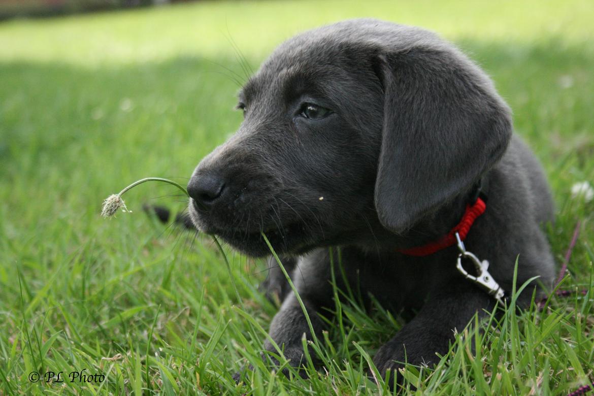 Labrador retriever Cassiopeia - 6) 8 uger billede 6