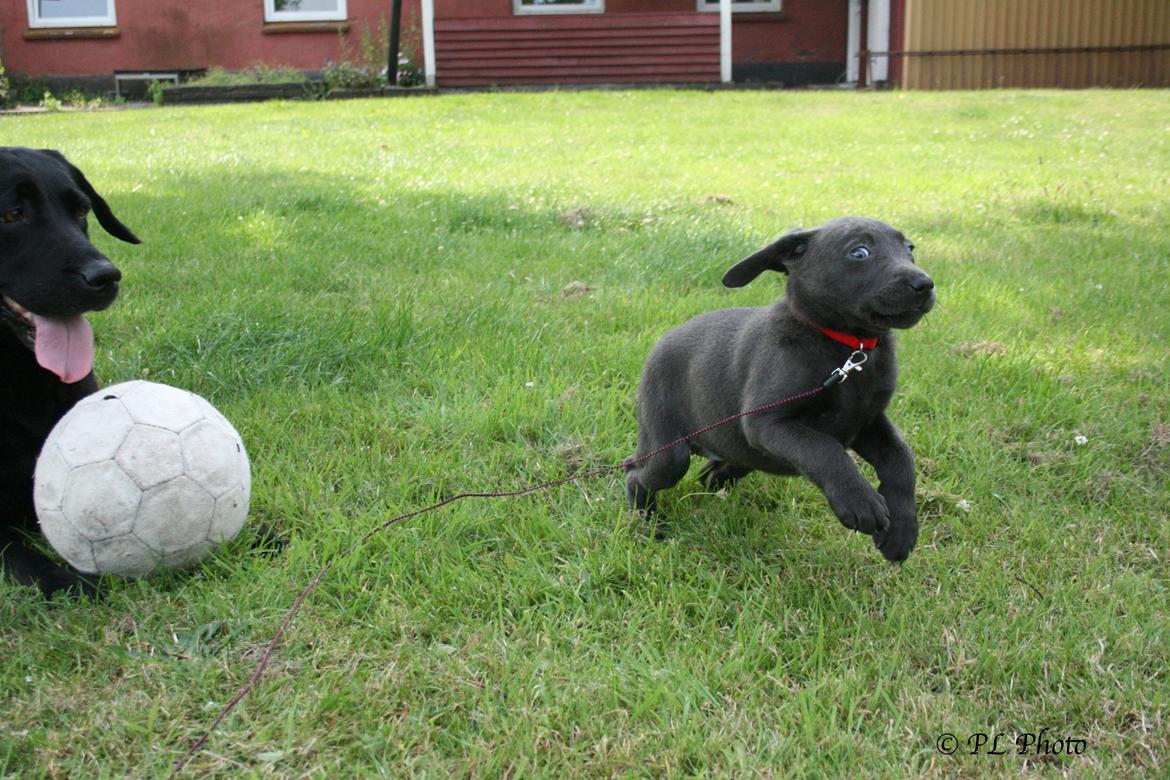 Labrador retriever Cassiopeia - 7) 8 uger.. Fang mig hvis du kan billede 7