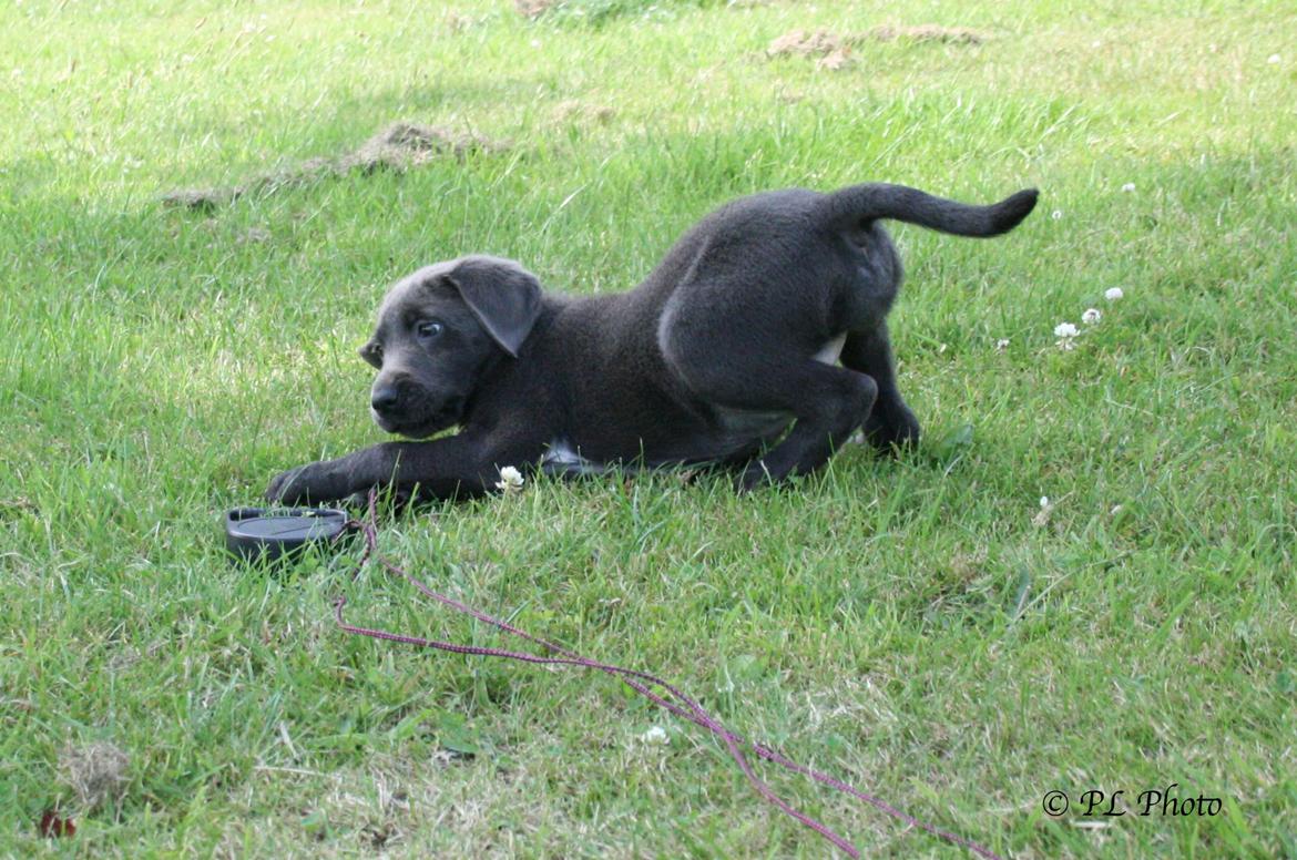 Labrador retriever Cassiopeia - 8) 8 uger billede 8