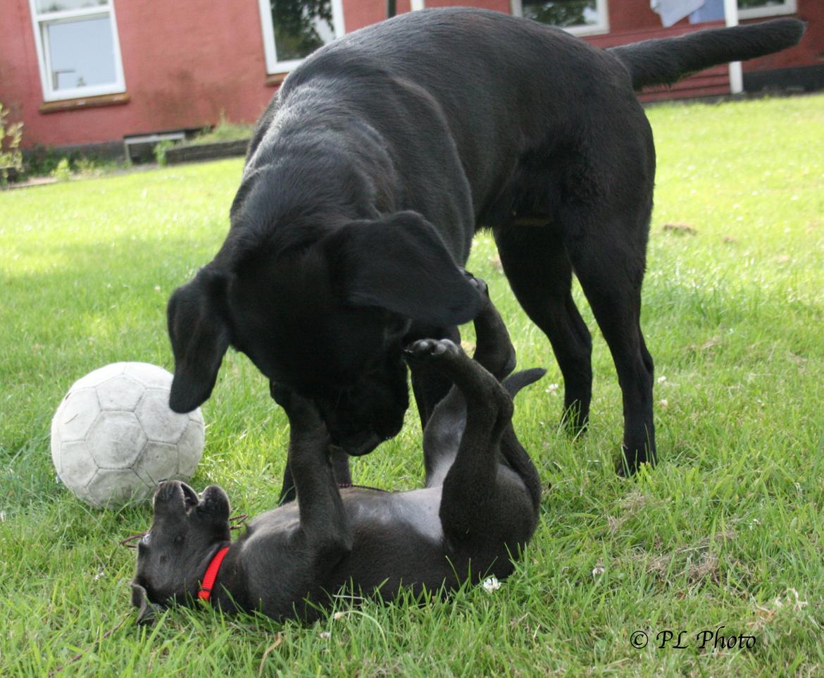 Labrador retriever Cassiopeia - 9) iihhhh det kilder - 8 uger billede 9