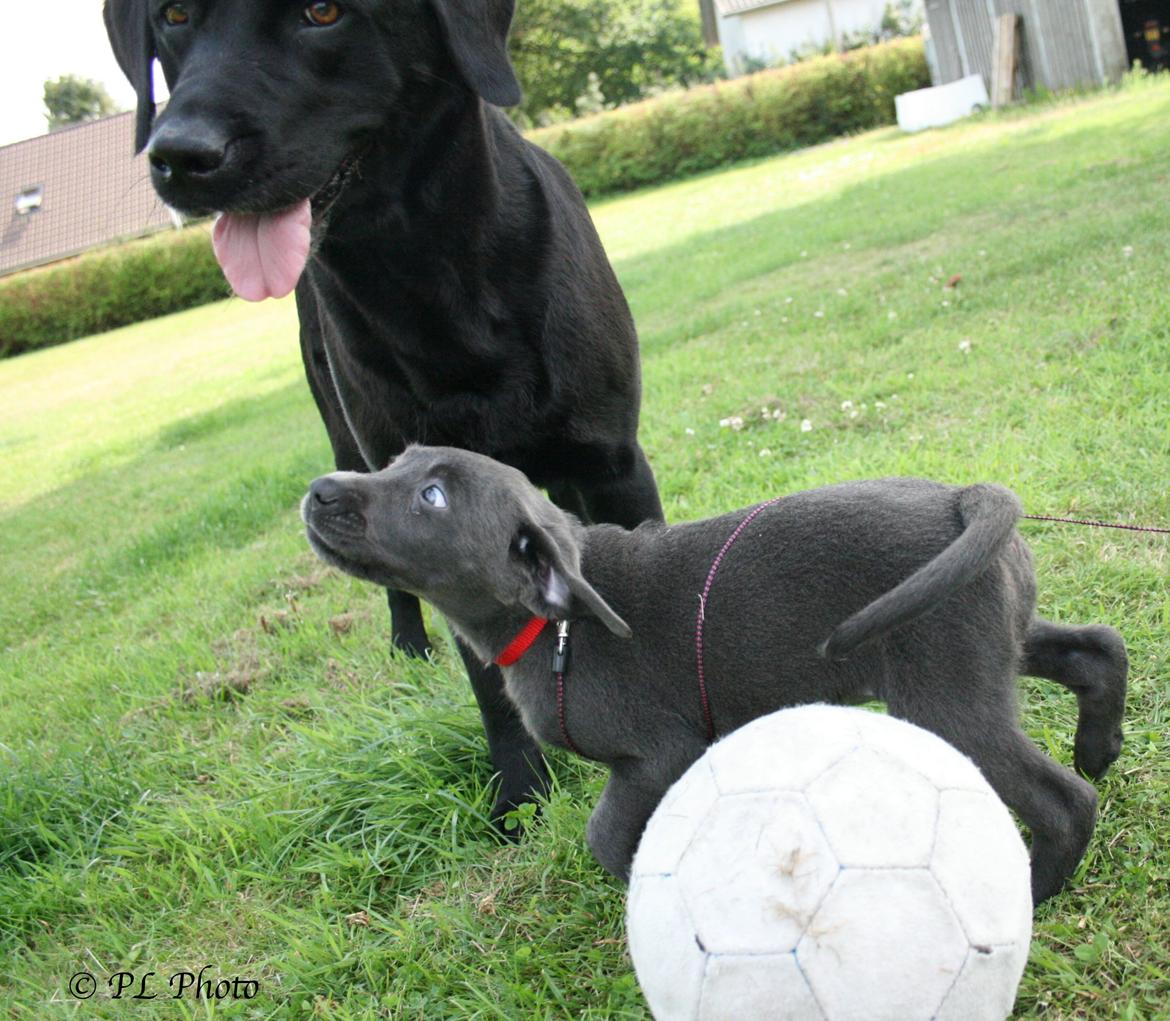 Labrador retriever Cassiopeia - 10) 8 uger.. mys mys mys billede 10