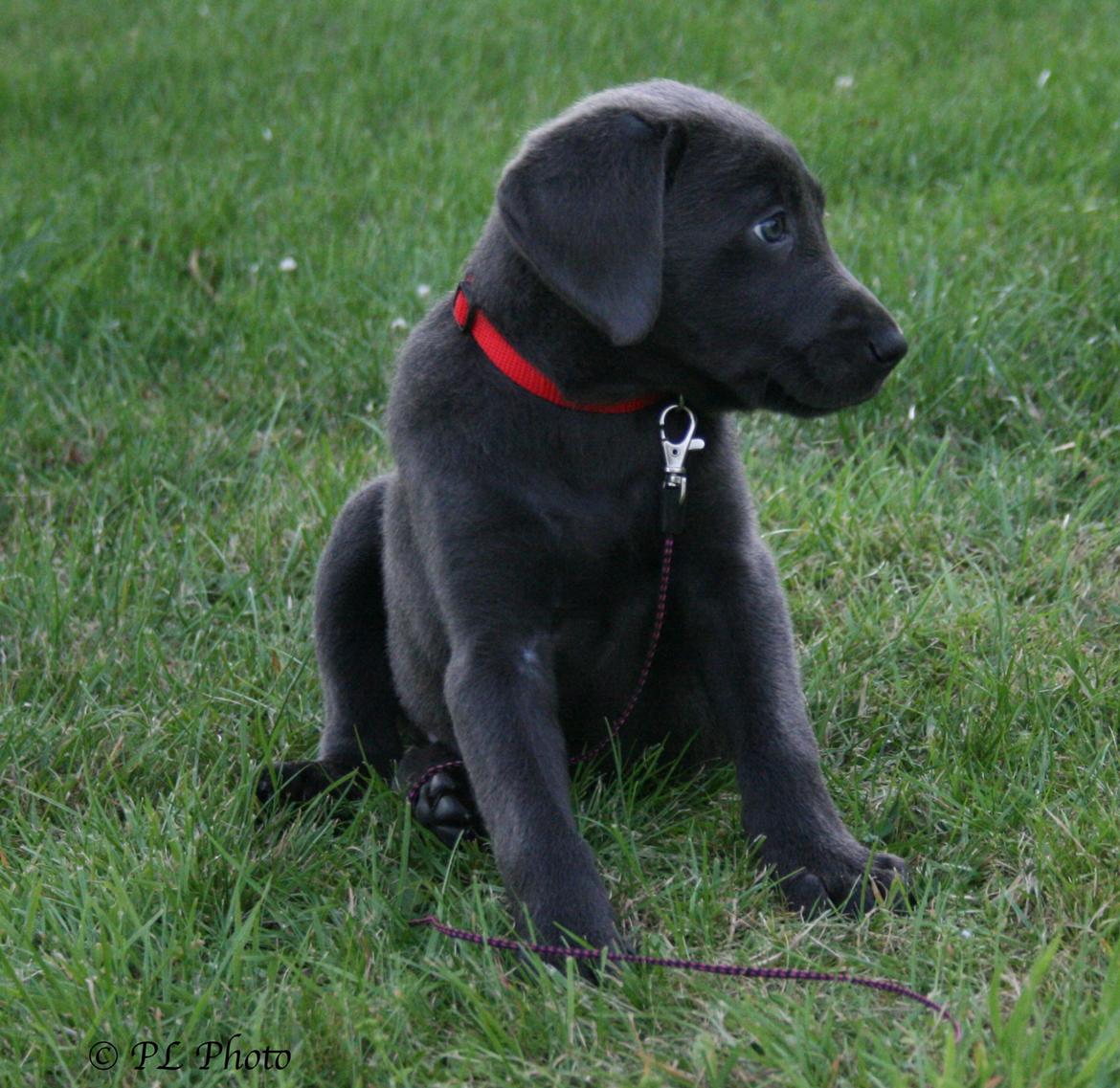 Labrador retriever Cassiopeia - 11) 8 uger billede 11