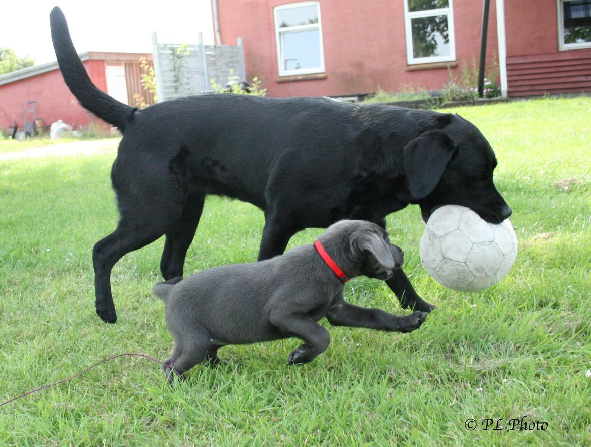 Labrador retriever Cassiopeia - 12) 8 uger billede 12
