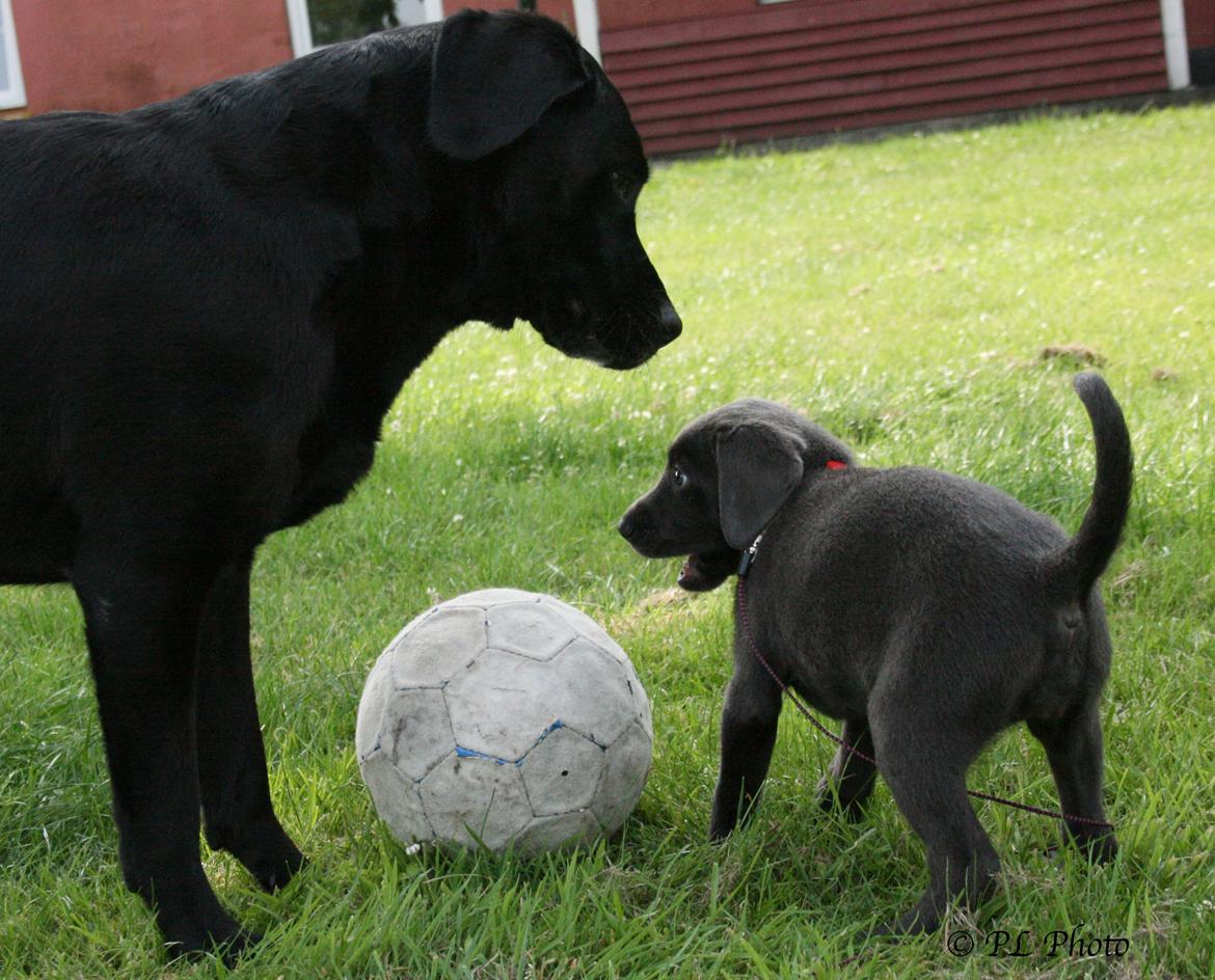 Labrador retriever Cassiopeia - 13) 8 uger billede 13