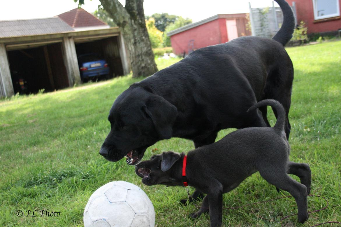 Labrador retriever Cassiopeia - 14) 8 uger billede 14