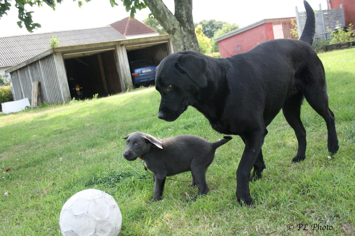 Labrador retriever Cassiopeia - 15) 8 uger billede 15
