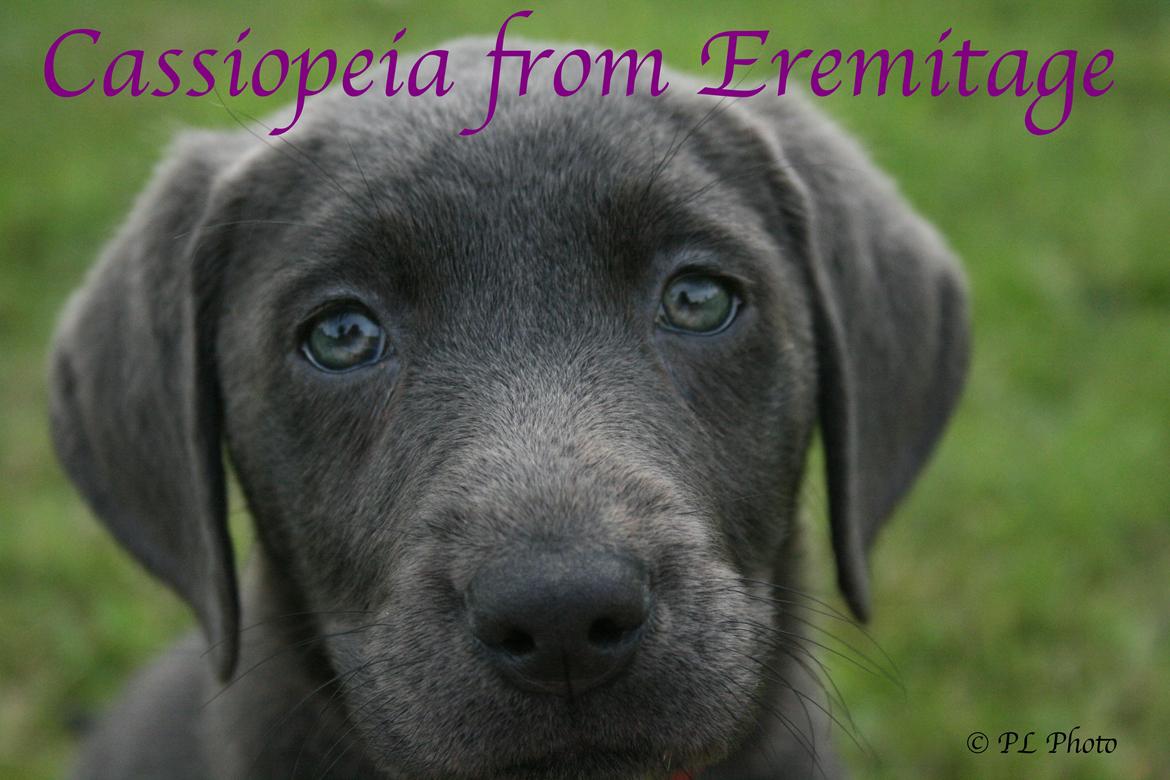 Labrador retriever Cassiopeia - 16) 8 uger billede 16