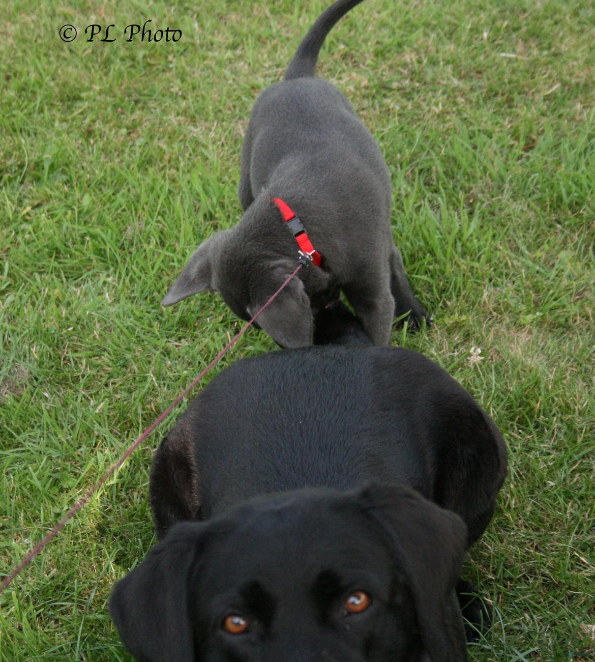 Labrador retriever Cassiopeia - 17) 8 uger billede 17