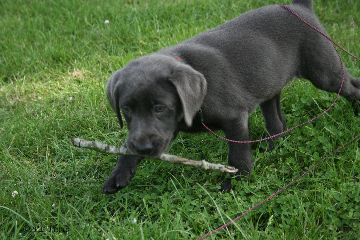 Labrador retriever Cassiopeia - 18) 8 uger billede 18