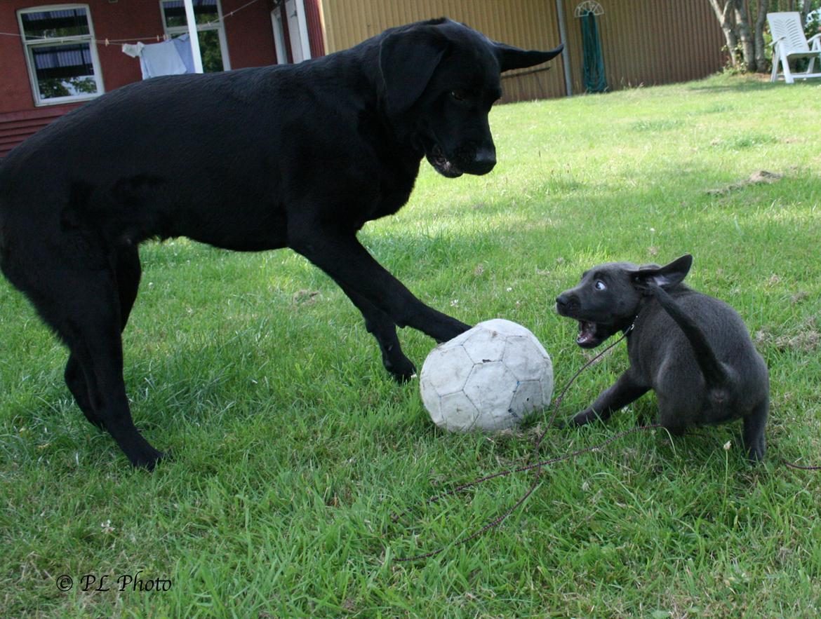 Labrador retriever Cassiopeia - 3) 8 uger AAHHH la da vær billede 3